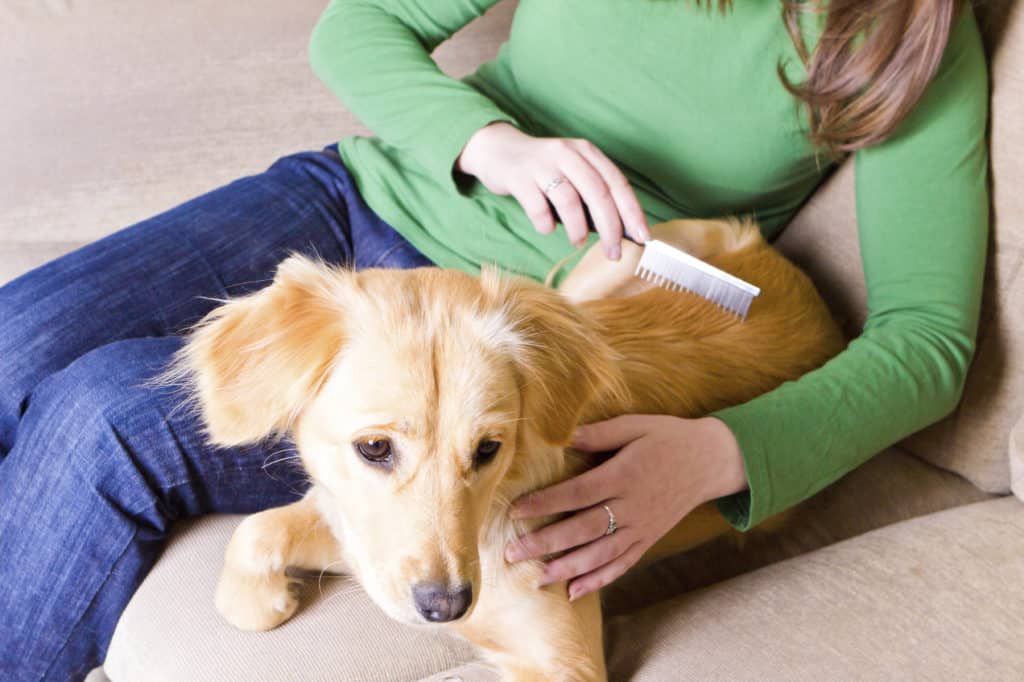 mujer peinando a su perro con un peine para perros