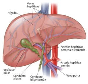  cáncer de hígado