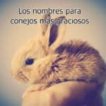 Los nombres para conejos más graciosos